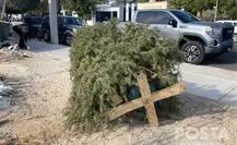 ¿Qué hacer con tu árbol de Navidad natural? Centros de acopio en La Paz y Los Cabos ¿Qué hacer con tu árbol de Navidad natural? Centros de acopio en La Paz y Los Cabos