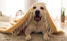 Frente frío en Coahuila: ¿Qué temperaturas pueden soportar los perros?