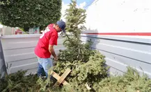 ¿No sabes qué hacer con tu árbol de Navidad? Ubica los centros de acopio en CDMX ¿No sabes qué hacer con tu árbol de Navidad? Ubica los centros de acopio en CDMX