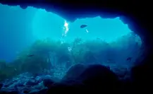 Estas son las 5 especies marinas más extrañas que habitan el Mar de Cortés