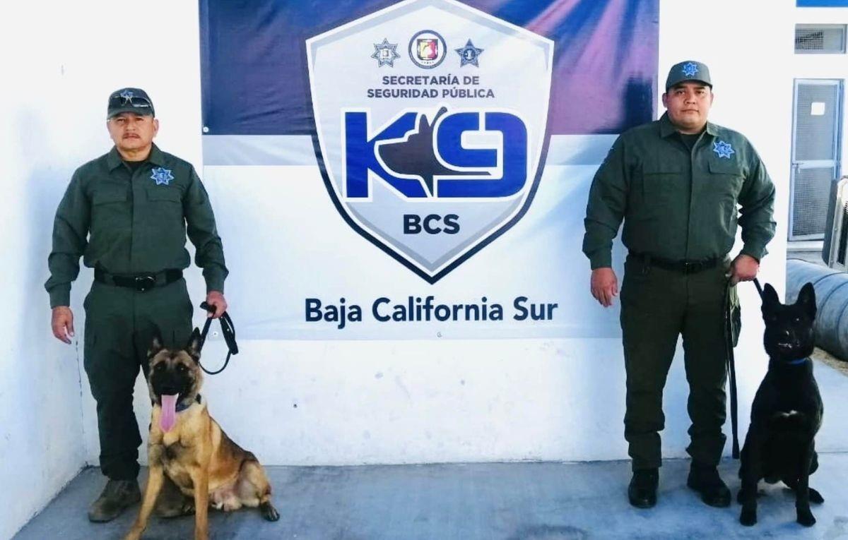 Los cachorros entrenados en la detección de narcóticos, armas y otros objetos prohibidos se integran a la Unidad Canina K9 de la SSPE. Foto: Seguridad Pública de Baja California Sur