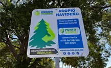 Así puedes depositar un árbol de Navidad natural en un punto verde de Mérida