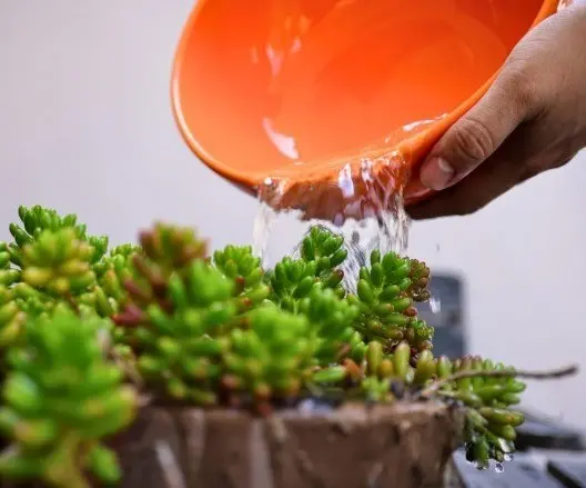 Planta siendo hidratada por la agua. Foto: Agua y Drenaje de Monterrey.