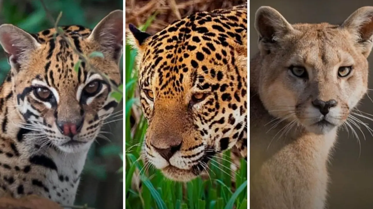 Nuevo León protege a seis felinos clave para su biodiversidad. Foto: @glenvzambrano en Instagram.