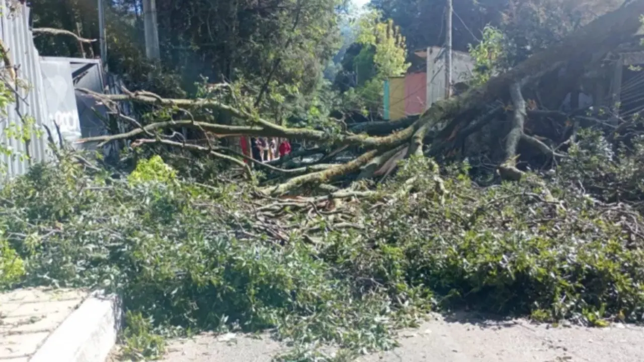 Árboles caídos fuer uno de los daños más recurrentes que ocurrieron a consecuencias de los vientos del viernes 10 de enero. Foto:  X @CiudadanaCadena