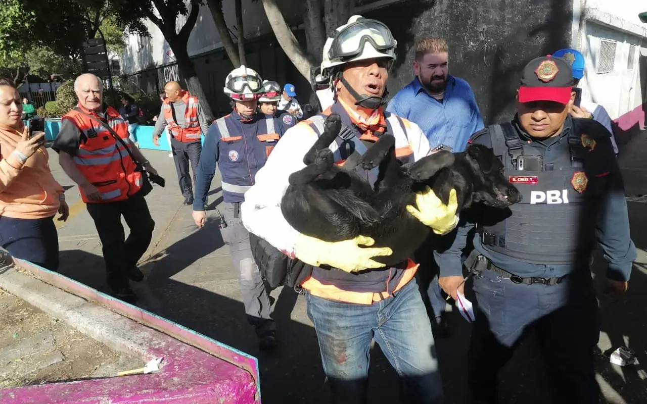 Personal de Protección Civil en rescate de perrito en el Metro. Foto: @MetroCDMX