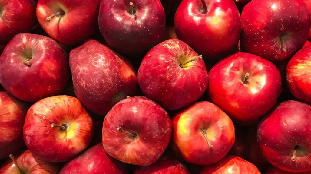 ¿Qué clima es bueno para la manzana en Arteaga?