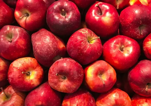 ¿Qué clima es bueno para la manzana en Arteaga?