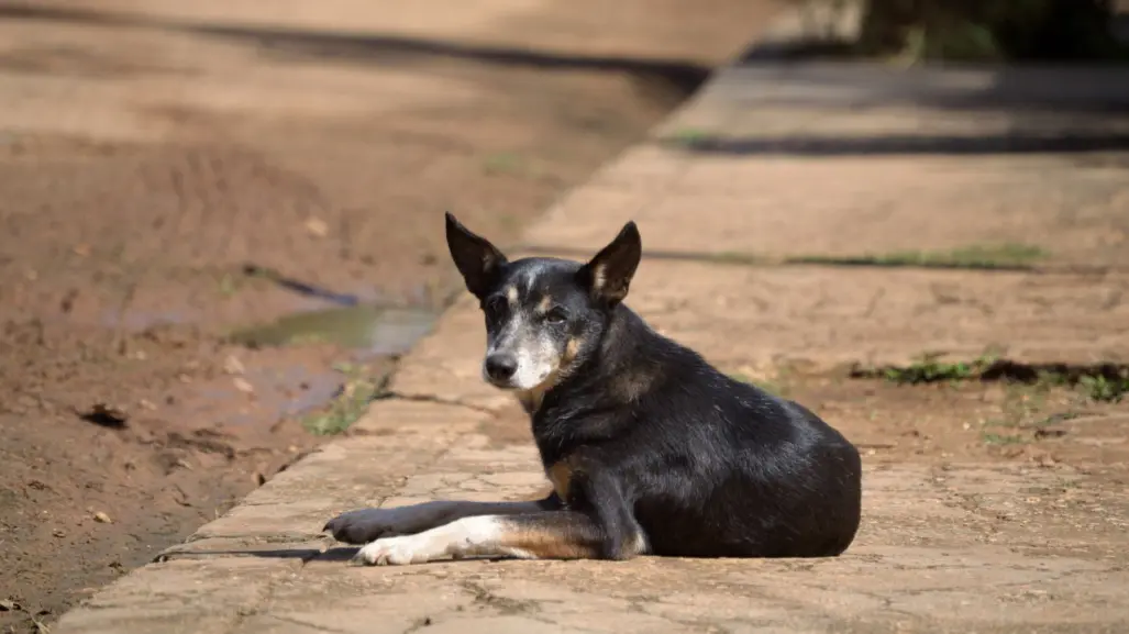 Joven da asilo a perrita callejera y sus cachorros en la colonia El Porvenir