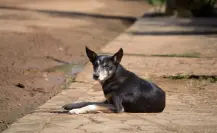 Joven da asilo a perrita callejera y sus cachorros en la colonia El Porvenir