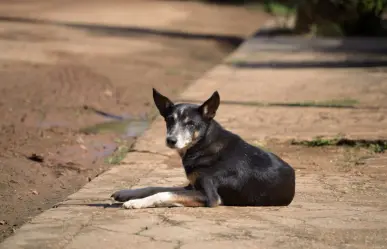 Joven da asilo a perrita callejera y sus cachorros en la colonia El Porvenir