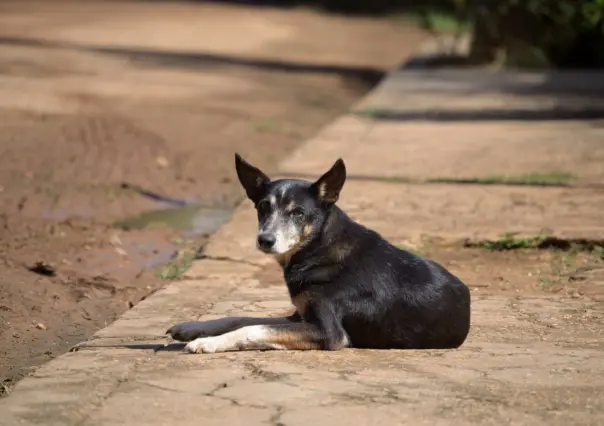 Joven da asilo a perrita callejera y sus cachorros en la colonia El Porvenir