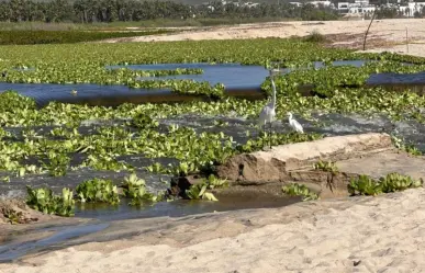 Abrirán 200 empleos temporales para rehabilitar el Estero Josefino en Los Cabos