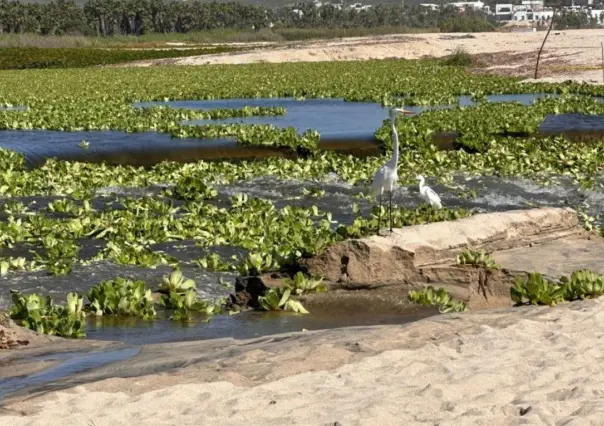 Abrirán 200 empleos temporales para rehabilitar el Estero Josefino en Los Cabos