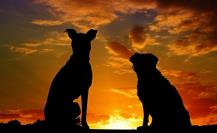 CEMAC se une a sistema para resolver problemas de maltrato animal en La Paz
