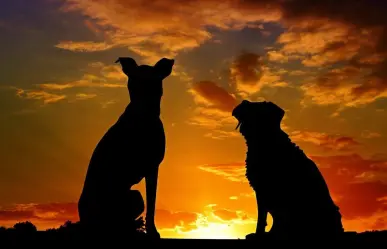 CEMAC se une a sistema para resolver problemas de maltrato animal en La Paz