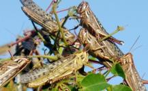 Plaga de langostas es captada en carreteras y municipios de Yucatán