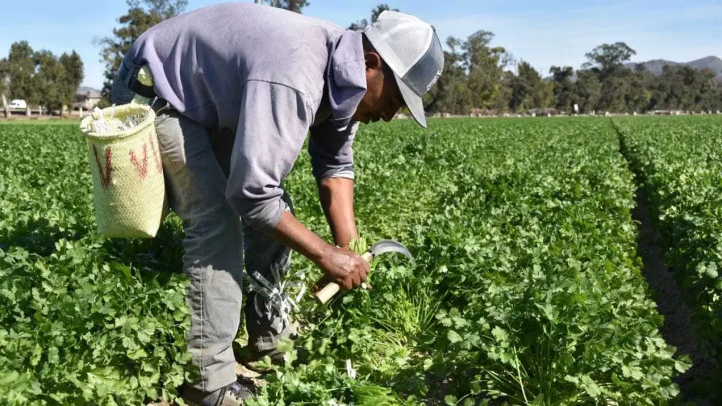 El municipio ubicado a 90 minutos de Durango que es famoso por el chile que produce