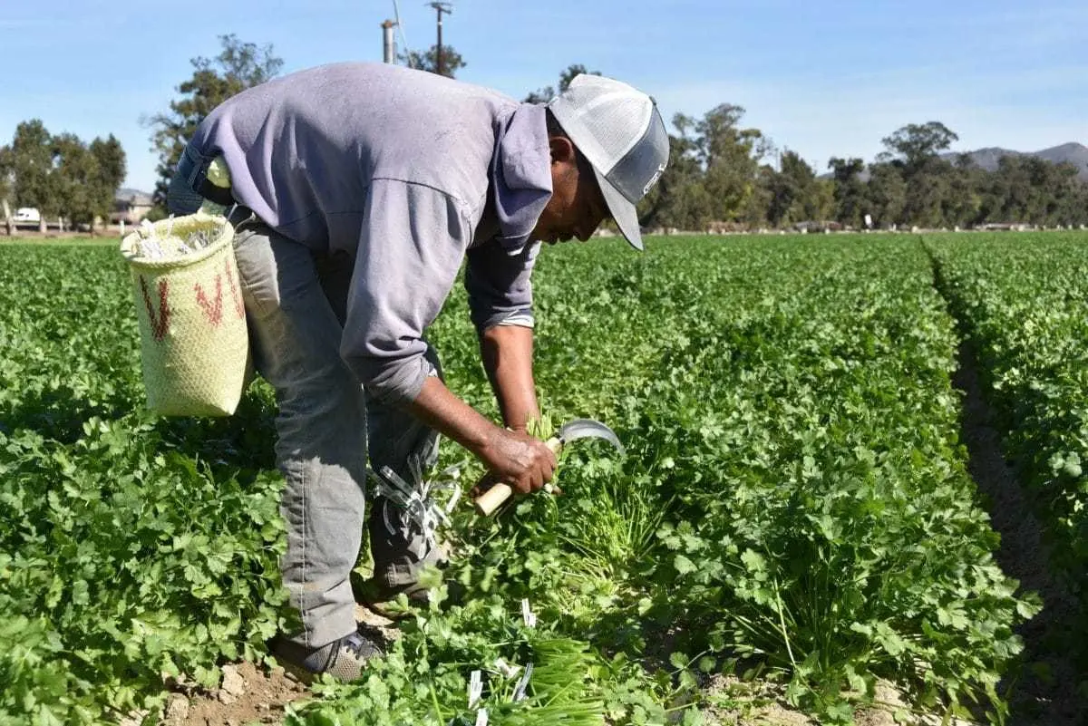 Este lugar es conocido por la producción de chile. Foto: Facebook Noticias Poanas.