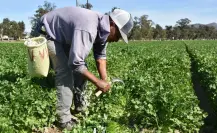 El municipio ubicado a 90 minutos de Durango que es famoso por el chile que produce