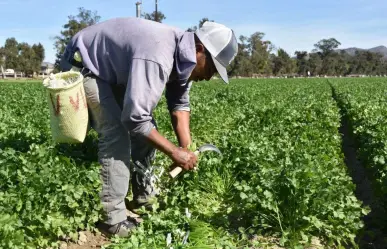 El municipio ubicado a 90 minutos de Durango que es famoso por el chile que produce