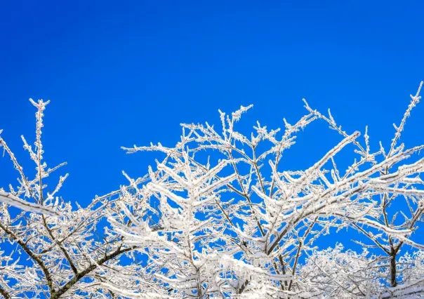 Clima en Tamaulipas: Frente frío 23 y masa de aire polar provocan bajón de temperaturas