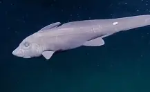 Conoce al tiburón fantasma, la rara criatura que apareció en el Mar de Cortés