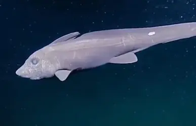 Conoce al tiburón fantasma, la rara criatura que apareció en el Mar de Cortés