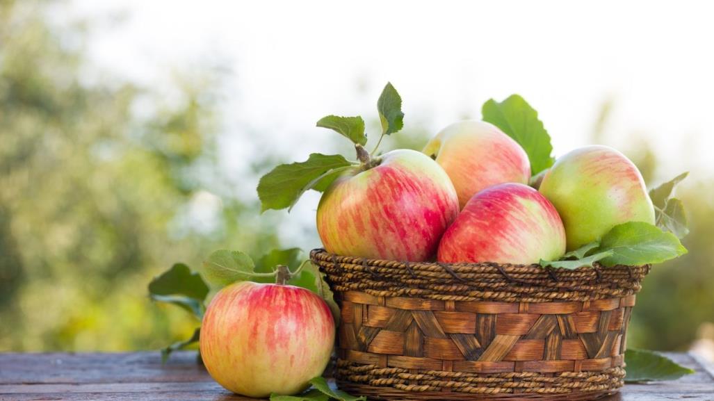 ¿Qué tipos de manzana se cosechan en Arteaga?