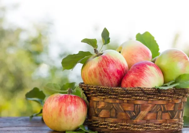 ¿Qué tipos de manzana se cosechan en Arteaga?