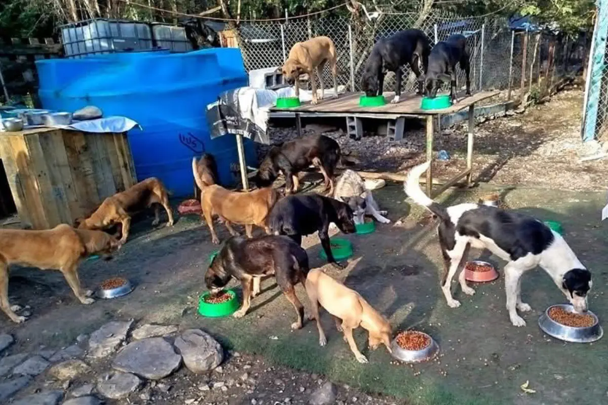 Refugios de animales en Victoria solicitan el apoyo de la sociedad para continuar con su labor protectora. Foto: Refugio La Gloria