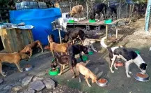 Refugios de animales están saturados en Victoria y así puedes ayudarlos