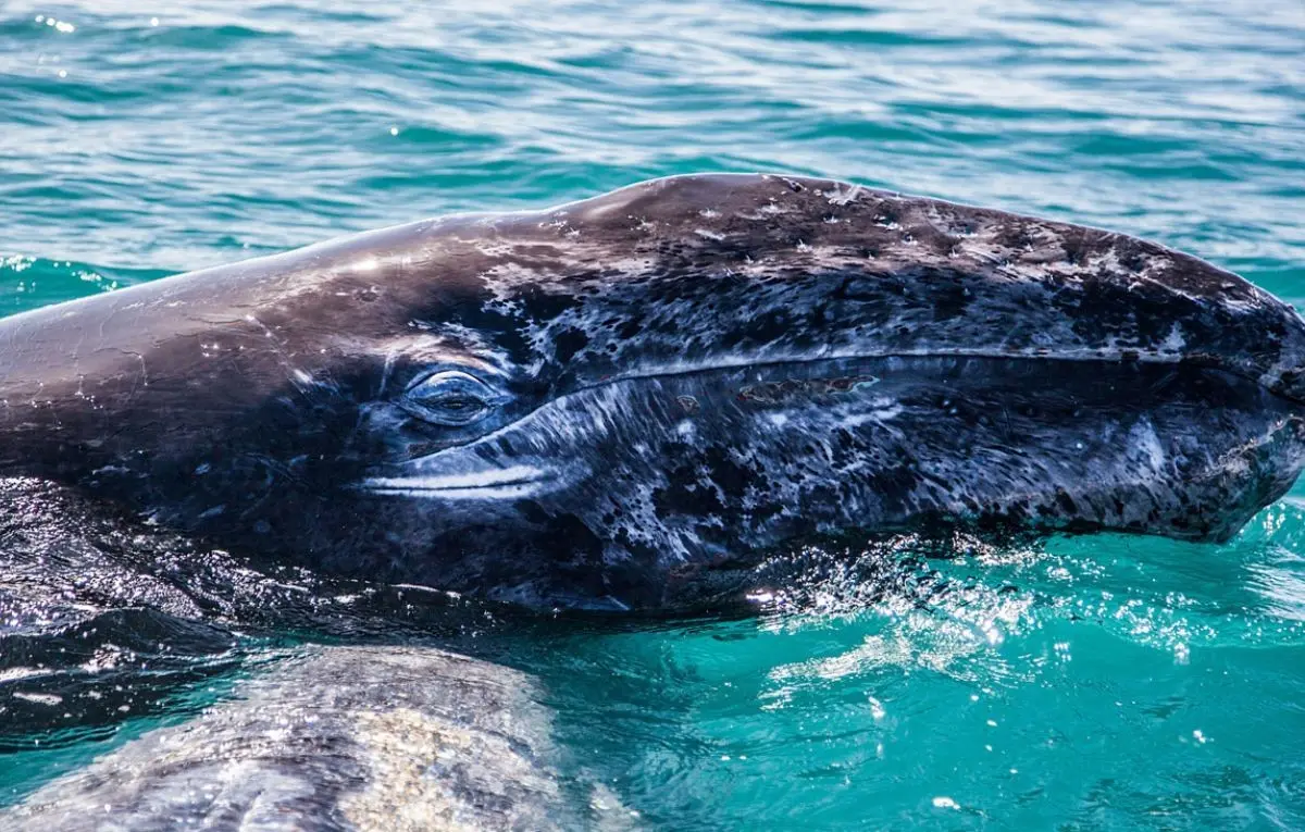 Las lagunas de Baja California son un destino clave para la reproducción de la ballena gris. Foto: Gobierno de México