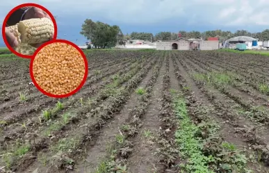 ¿Quieres ganar un tractor y equipo agrícola? Esto tienes que hacer