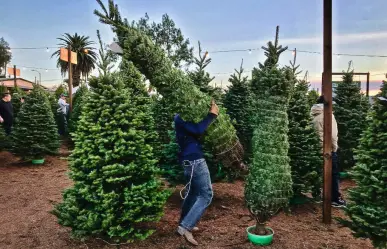 ¿Piensas tirar tu pino de navidad? Te decimos los lugares de acopio en Tampico