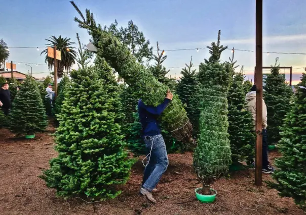 ¿Piensas tirar tu pino de navidad? Te decimos los lugares de acopio en Tampico