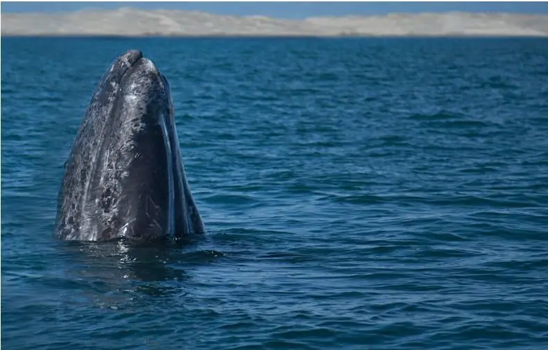 Avistamiento de ballena gris en BCS. Foto: Gobierno de México.