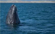 ¿Qué come la ballena gris y cuánto tiempo pueden vivir? ¿Qué come la ballena gris y cuánto tiempo pueden vivir?