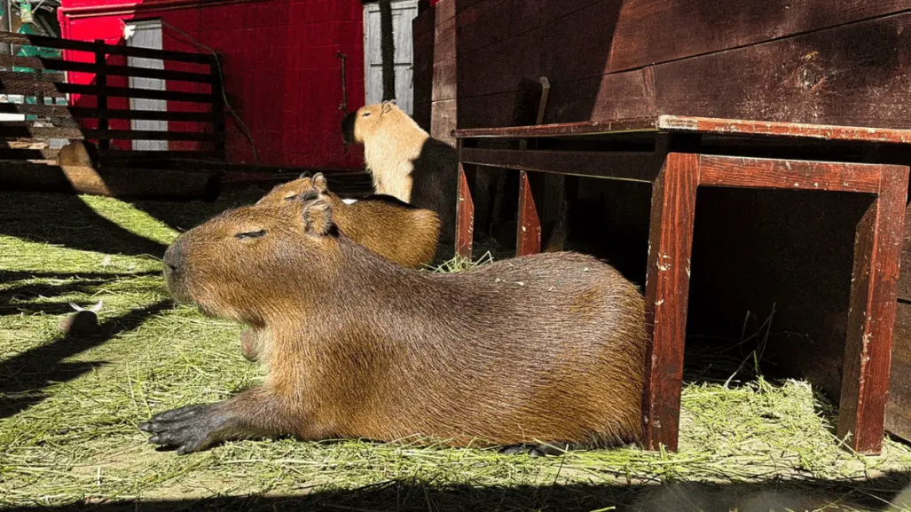 ¡Capibaras en CDMX! Aquí puedes conocerlos y convivir con estos populares roedores