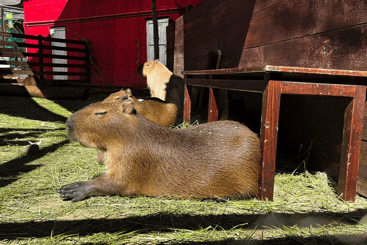 Capibaras tomando el sol en Acuario Michin.    Foto: @olucero62