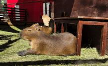 ¡Capibaras en CDMX! Aquí puedes conocerlos y convivir con estos populares roedores