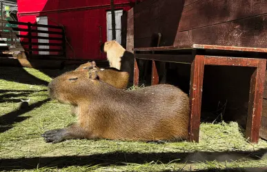 ¡Capibaras en CDMX! Aquí puedes conocerlos y convivir con estos populares roedores