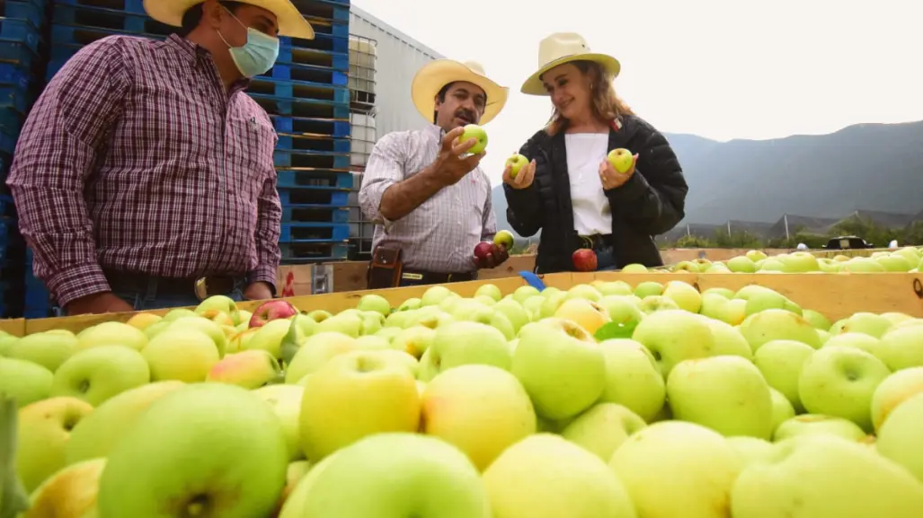 Manzanas en Arteaga ¿Qué significan los colores del fruto?