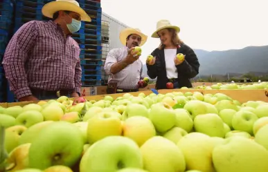 Manzanas en Arteaga ¿Qué significan los colores del fruto?