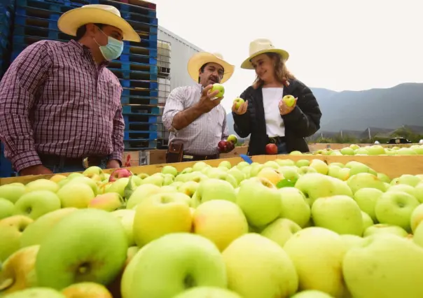 Manzanas en Arteaga ¿Qué significan los colores del fruto?