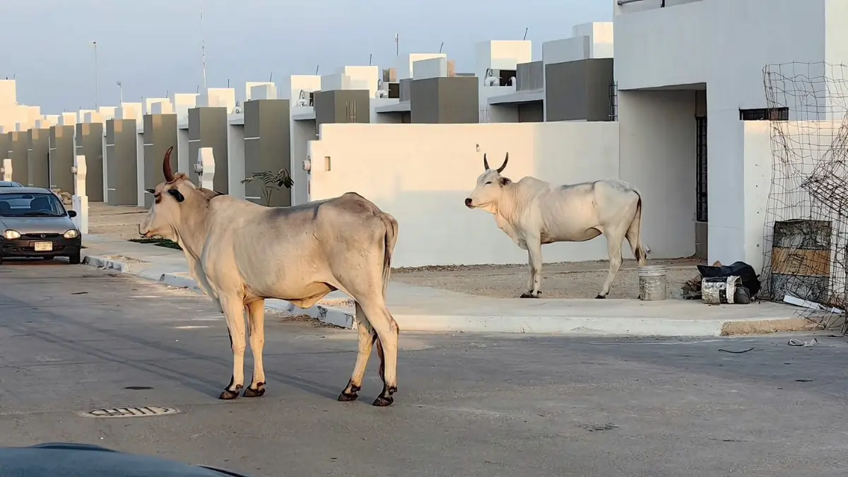 Las vacas que llegan a Las Américas son de un rancho cercano Foto: Daniel Rodríguez