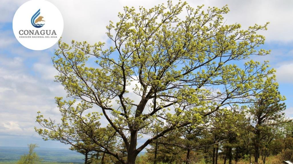 ¿Cómo estará el clima este 17 de enero según la Conagua?