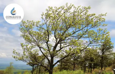 ¿Cómo estará el clima este 17 de enero según la Conagua?