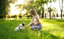 ¿Hay multa por no recoger la popó de tu mascota en Tamaulipas?
