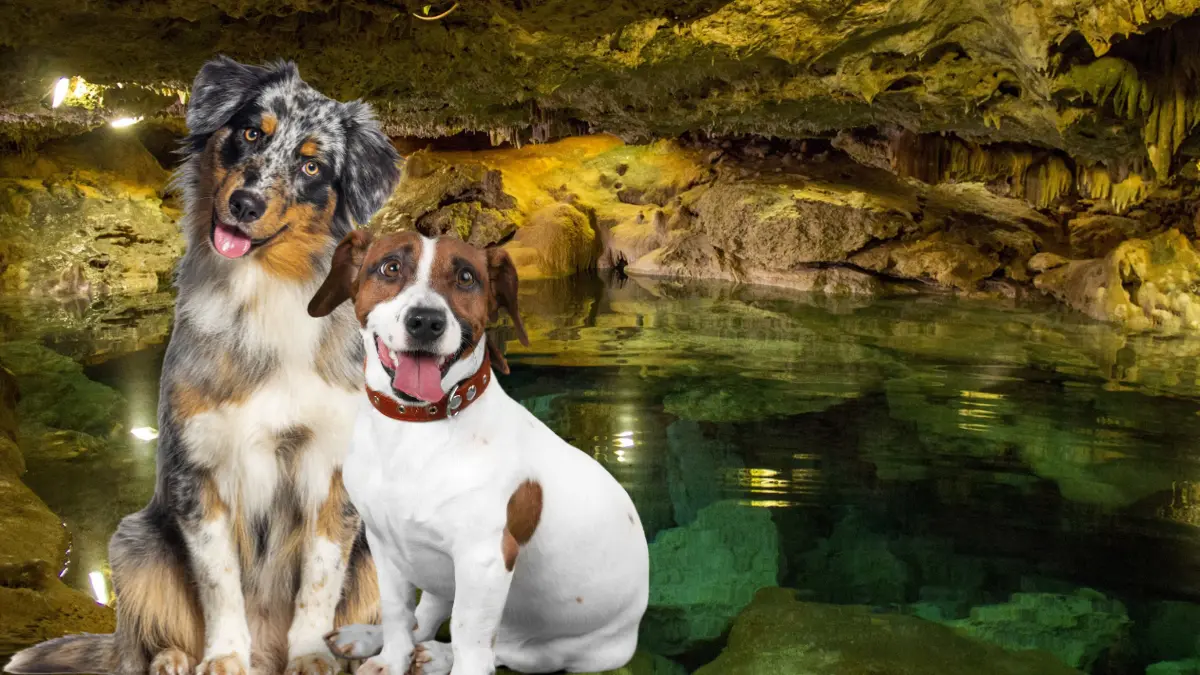 En estos cenotes los perros pueden disfrutar al igual que los humanos Foto: Yucatán Turismo/Canva